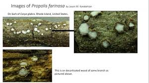 Attēlu rezultāti vaicājumam “Propolis farinosa”