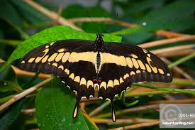 Attēlu rezultāti vaicājumam “Papilionidae”