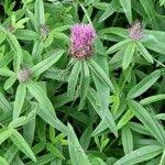 Attēlu rezultāti vaicājumam “Trifolium alpestre flower”