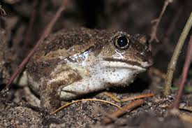 Attēlu rezultāti vaicājumam “Pelobates fuscus”