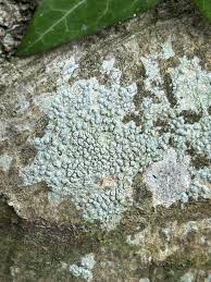 Attēlu rezultāti vaicājumam “Pertusaria leioplaca”