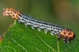 Attēlu rezultāti vaicājumam “Nematus salicis”