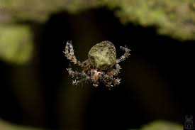 Attēlu rezultāti vaicājumam “Gibbaranea gibbosa”