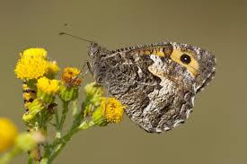 Attēlu rezultāti vaicājumam “Hipparchia semele”