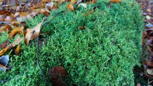 Attēlu rezultāti vaicājumam “Drepanocladus polygamus”