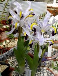 Attēlu rezultāti vaicājumam “Iris rosenbachiana flower”