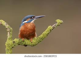 Attēlu rezultāti vaicājumam “Alcedo atthis adult”