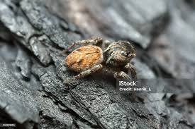 Attēlu rezultāti vaicājumam “Evarcha falcata”