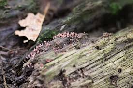 Attēlu rezultāti vaicājumam “Arcyria denudata macro”