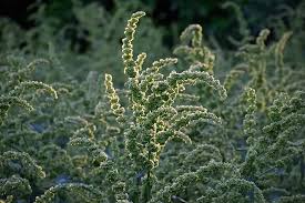 Attēlu rezultāti vaicājumam “Rumex confertus”