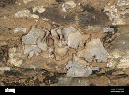 Attēlu rezultāti vaicājumam “Dermatocarpon miniatum”