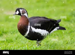 Attēlu rezultāti vaicājumam “Branta ruficollis”