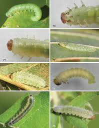 Attēlu rezultāti vaicājumam “Nematus salicis larva”