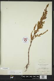 Attēlu rezultāti vaicājumam “Fallopia dumetorum”