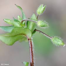 Attēlu rezultāti vaicājumam “Stellaria media flower”