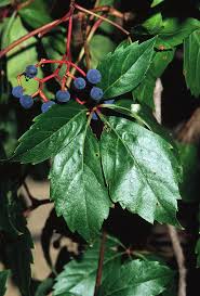 Attēlu rezultāti vaicājumam “Parthenocissus quinquefolia fruit”
