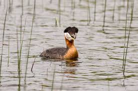 Attēlu rezultāti vaicājumam “Podiceps grisegena adult”
