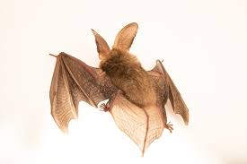 Attēlu rezultāti vaicājumam “Plecotus auritus”