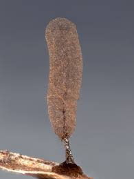 Attēlu rezultāti vaicājumam “Stemonitopsis aequalis var. microspora spores”