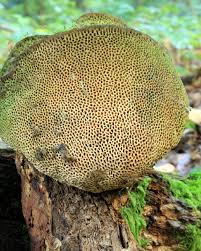 Attēlu rezultāti vaicājumam “Daedalea quercina”