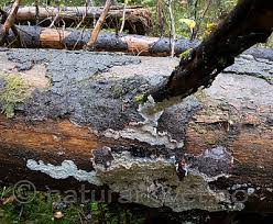 Attēlu rezultāti vaicājumam “Phlebia serialis”