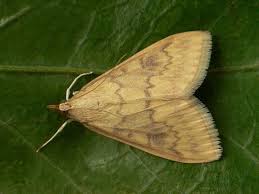 Attēlu rezultāti vaicājumam “Ostrinia nubilalis”