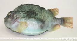 Image result for Cyclopterus lumpus