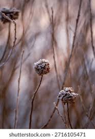 Attēlu rezultāti vaicājumam “Rhabdophaga rosaria”