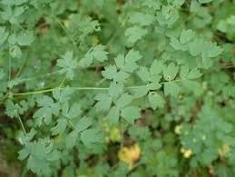 Attēlu rezultāti vaicājumam “Thalictrum minus leaf”