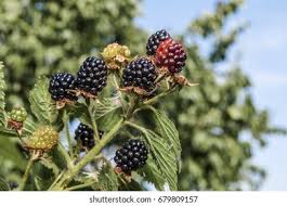 Attēlu rezultāti vaicājumam “Rubus nessensis leaf”