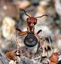 Photo Technique  Working With Ants     MYRMECOS   Insect Photography