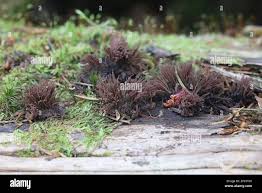 Attēlu rezultāti vaicājumam “Stemonitis fusca var. nigrescens”