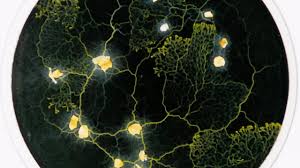 Attēlu rezultāti vaicājumam “Physarum conglomeratum sessile”