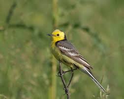 Attēlu rezultāti vaicājumam “Motacilla citreola male”