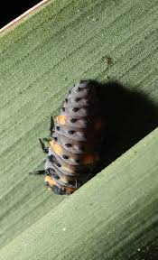 Attēlu rezultāti vaicājumam “Coccinella septempunctata larva”