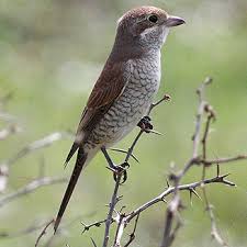 Attēlu rezultāti vaicājumam “Lanius collurio female”