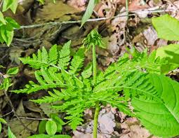 Attēlu rezultāti vaicājumam “Botrychium virginianum”