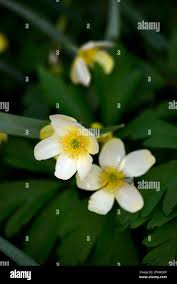 Attēlu rezultāti vaicājumam “Anemone x lipsiensis flower”