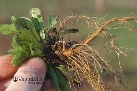 Attēlu rezultāti vaicājumam “Sonchus oleraceus bud”
