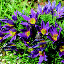 Image result for Kuhschelle