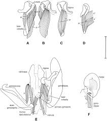 Attēlu rezultāti vaicājumam “Tenthredo campestris female”