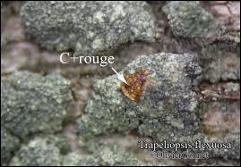 Attēlu rezultāti vaicājumam “Trapeliopsis flexuosa”