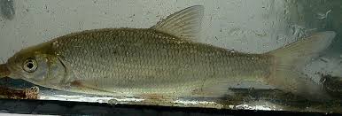 Attēlu rezultāti vaicājumam “Leuciscus idus”