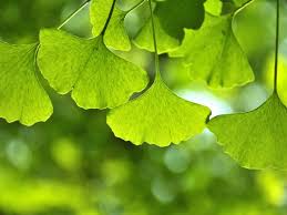 Attēlu rezultāti vaicājumam “Ginkgo biloba leaf”