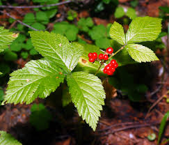 Attēlu rezultāti vaicājumam “Rubus saxatilis”