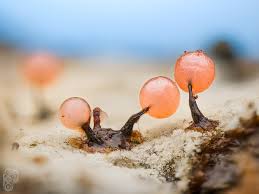 Attēlu rezultāti vaicājumam “Colloderma oculatum macro”