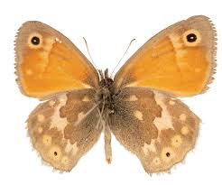 Attēlu rezultāti vaicājumam “Coenonympha tullia underside”