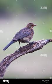 Attēlu rezultāti vaicājumam “Turdus merula juvenile”