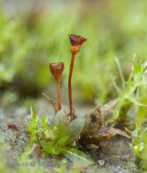 Attēlu rezultāti vaicājumam “Plagiothecium latebricola macro”