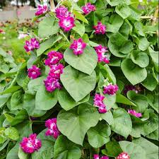 Image result for Prunkwinde